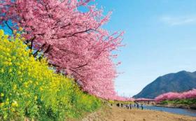 河津桜と菜の花